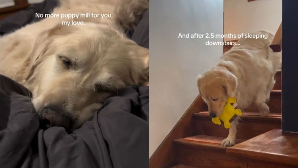 Senior Dog Overcomes Fear of Staircase After Finding Comfort in New Home