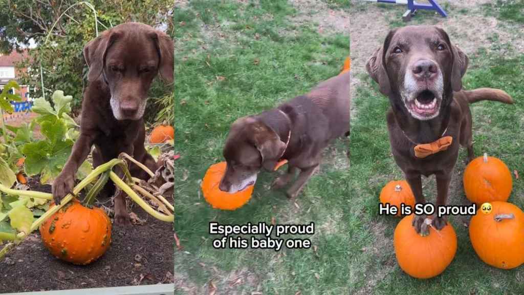 Video: Dog Gives Update on His Pumpkin Patch for Halloween