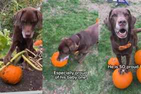 Video: Dog Gives Update on His Pumpkin Patch for Halloween