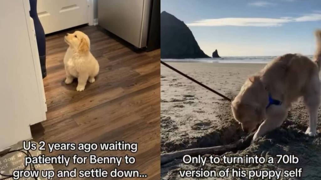 Video: Owners Patiently Wait for Golden Retriever Puppy To Grow & Then Reality Hits