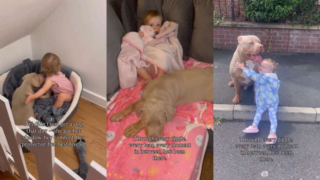 Video: XL Bully Has the 'Most Precious Bond' With Sister Sibling