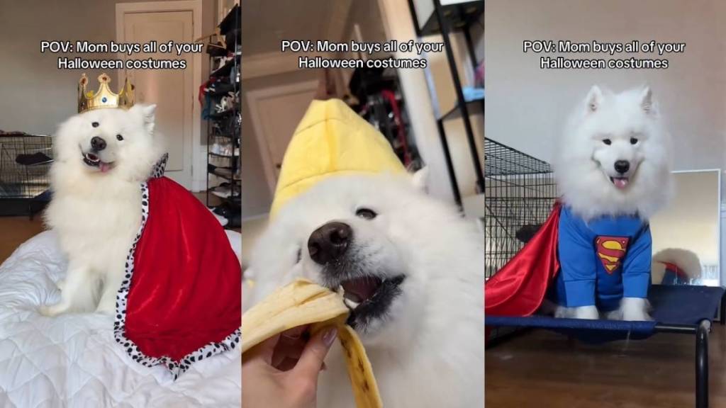 Video: Samoyed Shows off Halloween Costumes Mom Bought for Him