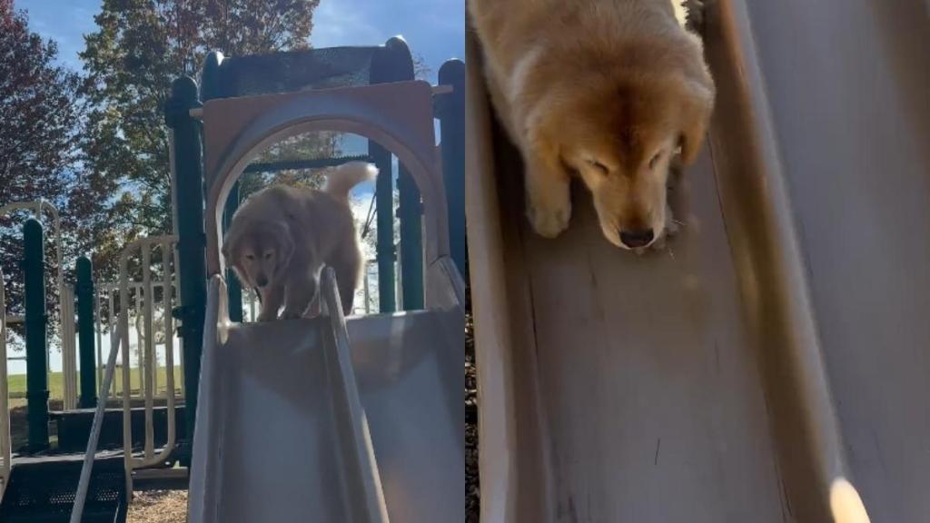 Video: Golden Retriever’s Slide Adventure Is Pure Excitement