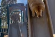 Video: Golden Retriever’s Slide Adventure Is Pure Excitement