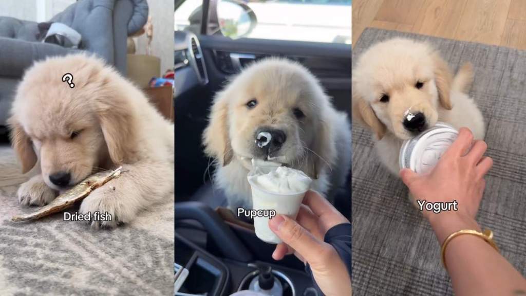 Video: ‘Foodie’ Golden Retriever Puppy Rates Food He Tried for First Time
