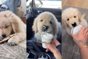 Video: ‘Foodie’ Golden Retriever Puppy Rates Food He Tried for First Time