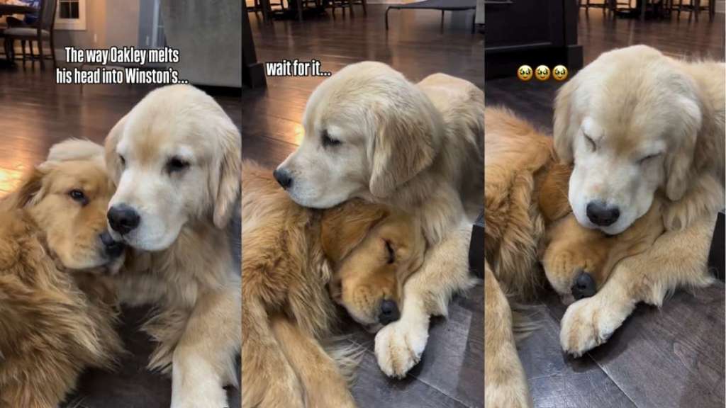 Golden Retriever Brothers Snuggle Together in Wholesome Video & It's a Sight for Sore Eyes