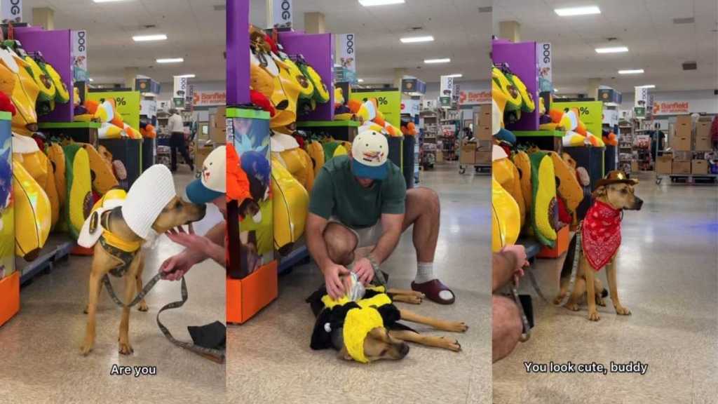 Video: Rescue Dog Picks Out a Costume for Halloween Party