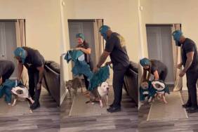 Video: Dressing Dogs for Halloween Is Both Calm & Chaotic