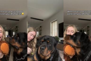 Video: Rottweiler Is Fooled by Owner’s ‘Reverse Psychology'