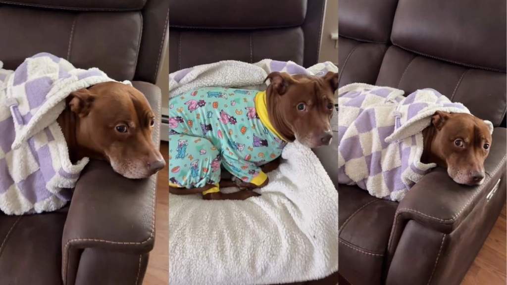 Video: Pit Bull Is Determined Not To Rest Until Owner Does This