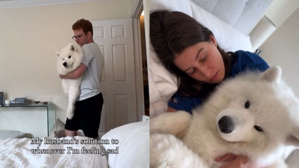 Video: Samoyed's Fluffy Cuddles Become Dog Dad's Solution to Brighten Mom's Day