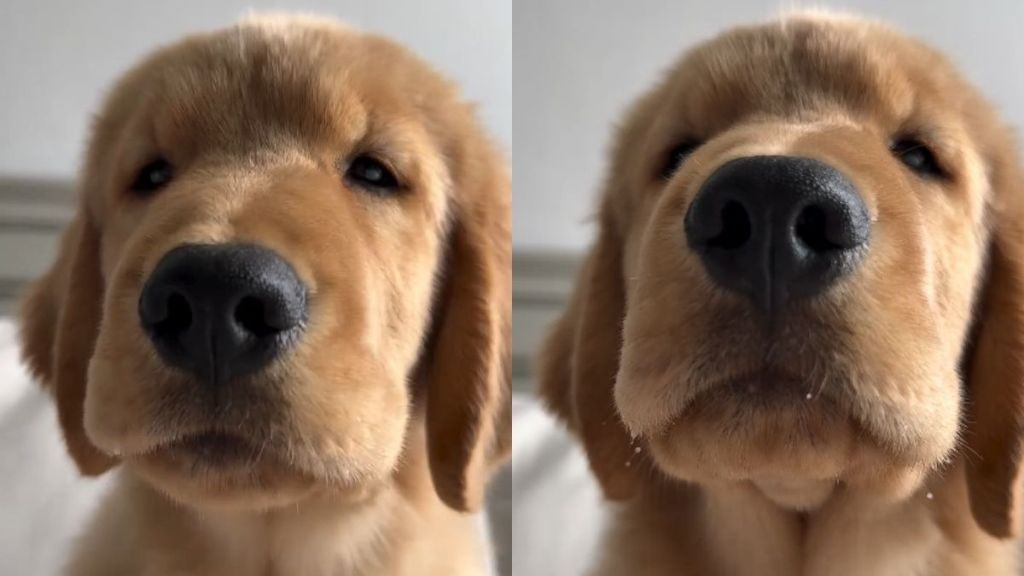 Golden Retriever Puppy's ASMR Video Is an Instant Hit Online