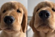 Golden Retriever Puppy's ASMR Video Is an Instant Hit Online