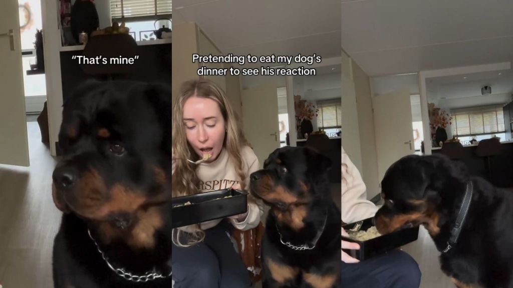 Video: Rottweiler Reacts to Owner Pretending To Eat His Food