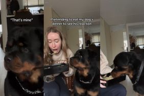 Video: Rottweiler Reacts to Owner Pretending To Eat His Food