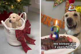 Video: Owner Recalls Dog as ‘Tiny Potato in Christmas Basket’ in Heartwarming Birthday Tribute