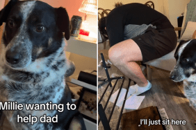 heeler video