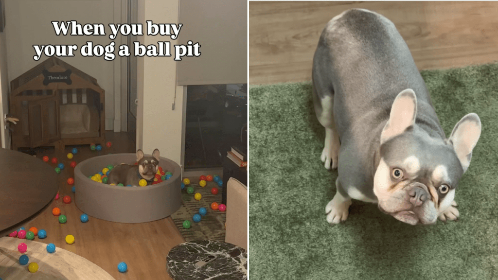 frenchie ball pit video