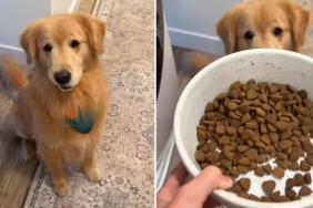 dog food video