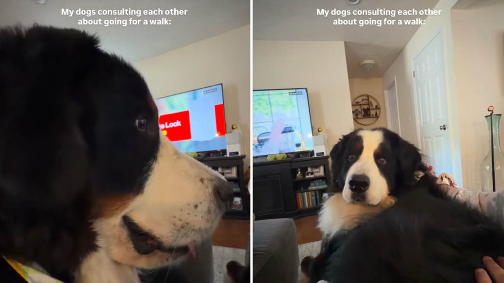 bernese mountain dog siblings