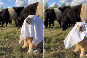 chow chow ghost video