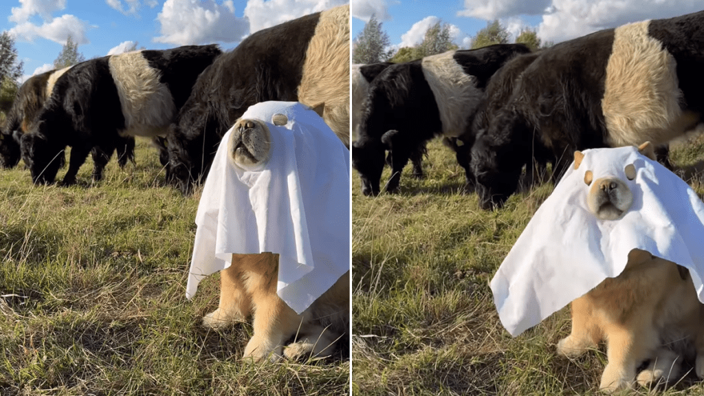 chow chow ghost video