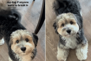 havanese puppy video