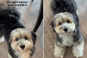 havanese puppy video