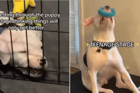bulldog video