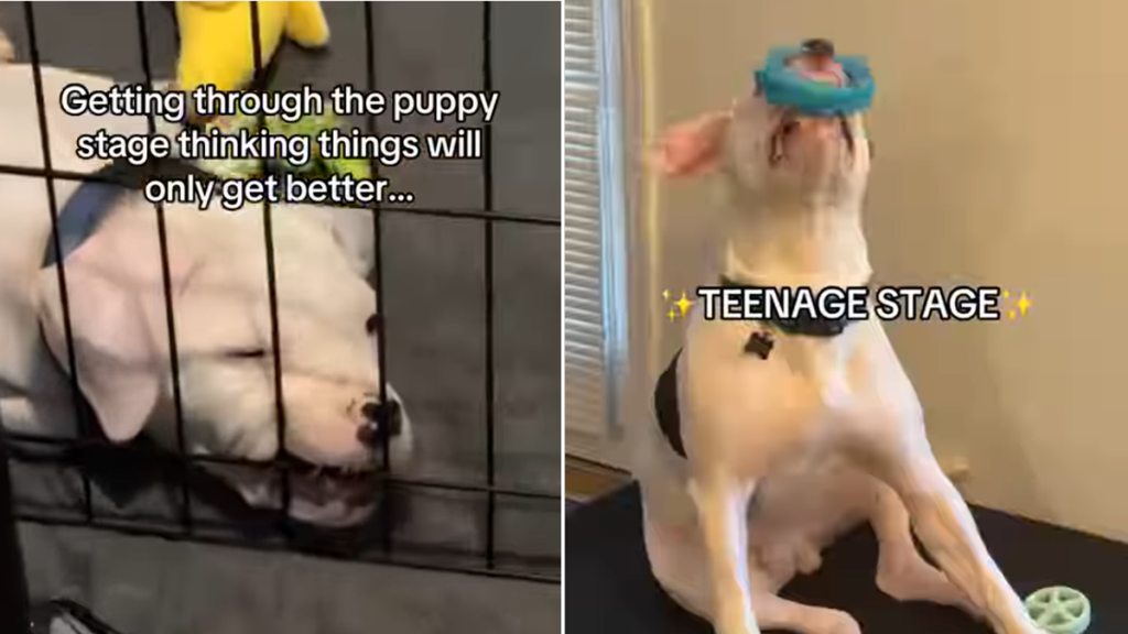 bulldog video