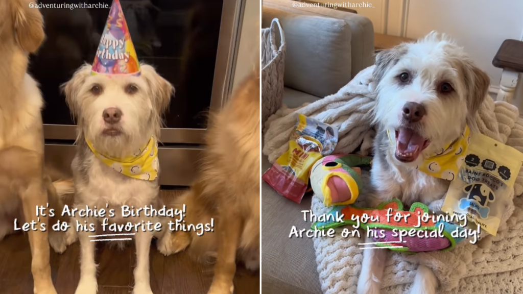 rescue dog birthday video