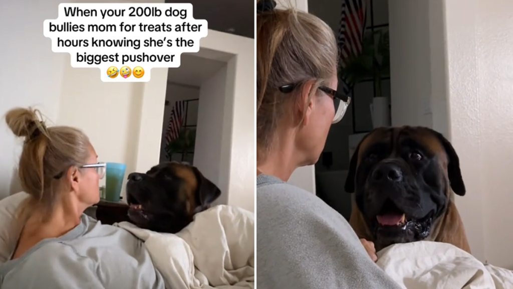 mastiff video