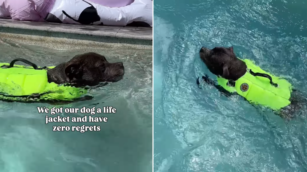 staffy pool video