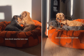 dog siblings video