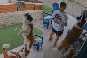 saint bernards video