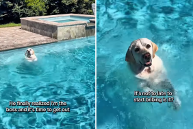 labrador pool video