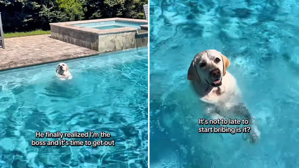 labrador pool video