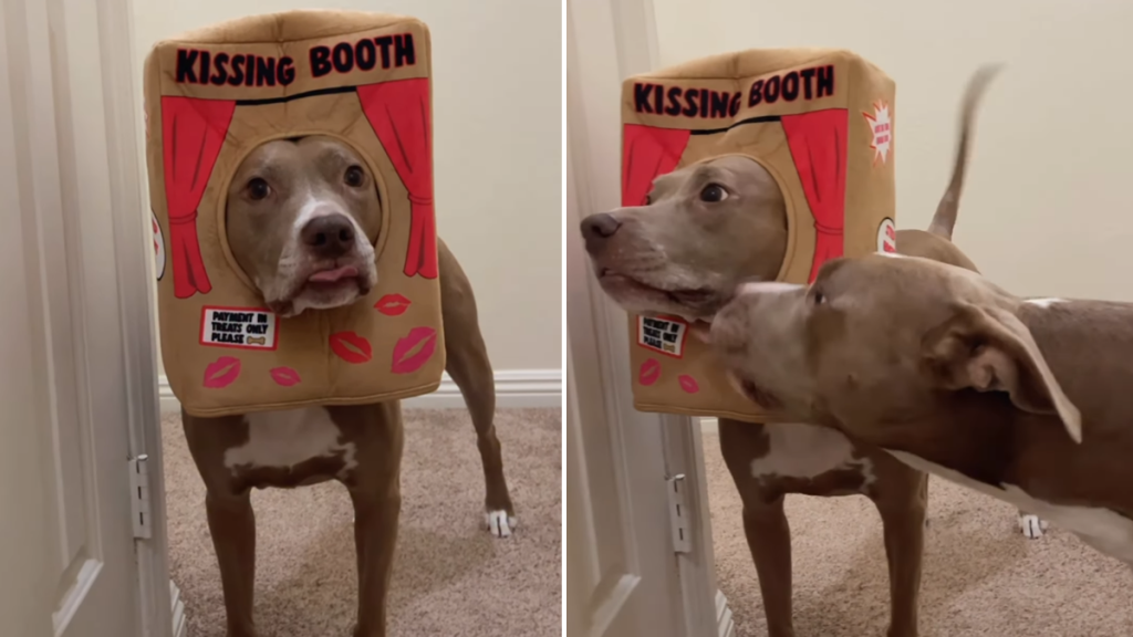 pit bull kissing booth video