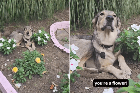 DOG FLOWER VIDEO
