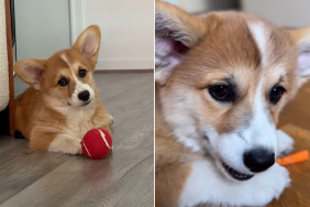 corgi cute video