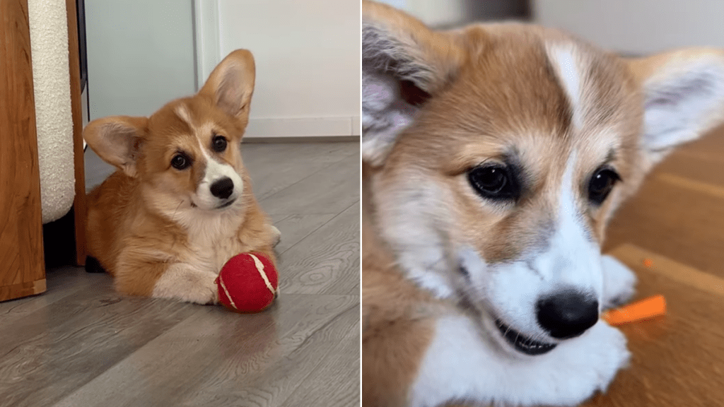 corgi cute video