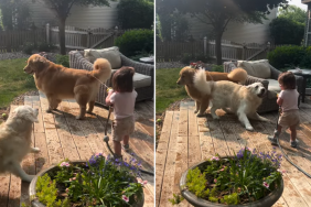 dog video