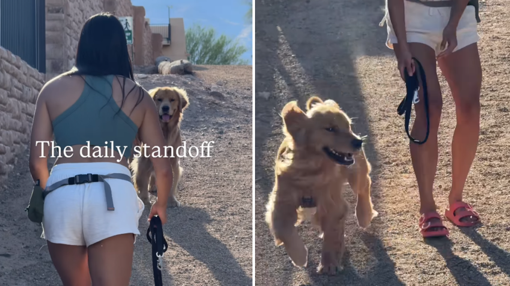 golden retriever owner video