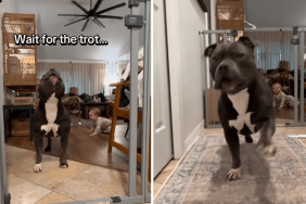 pit bull video