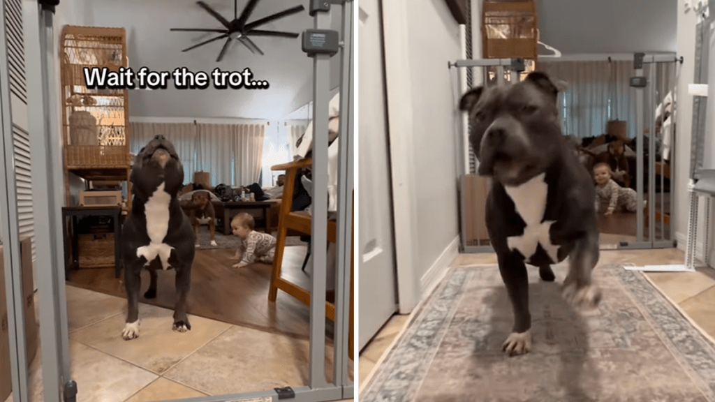 pit bull video