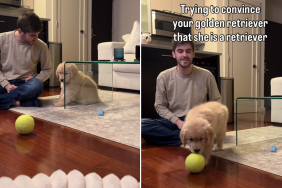 puppy video