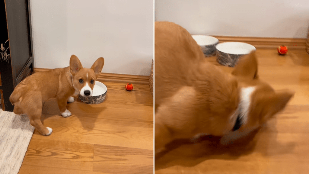 corgi video