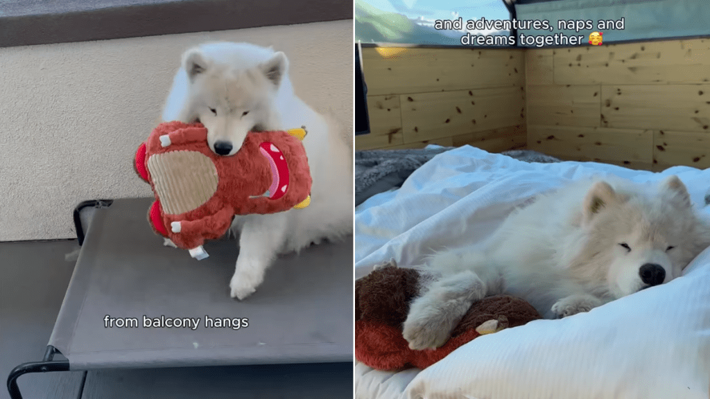 samoyed toy video