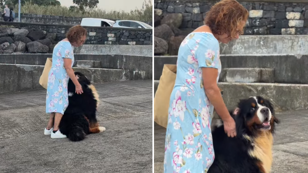 bernese mountain dog video